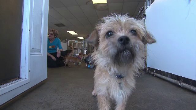 Câinii pot recunoaște vocea stăpânului atunci când mai multe persoane vorbesc