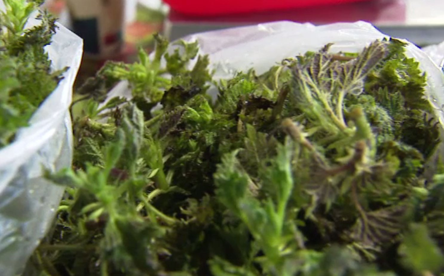 Verdețurile au apărut mai devreme pe tarabe, din cauza primăverii timpurii. Cât a ajuns să coste un kilogram de urzici