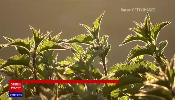 Verdețurile au apărut mai devreme pe tarabe, din cauza primăverii timpurii. Cât a ajuns să coste un kilogram de urzici