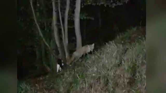 O întâlnire tensionată între o pisică și o vulpe a fost surprinsă într-o zonă împădurită din Orșova
