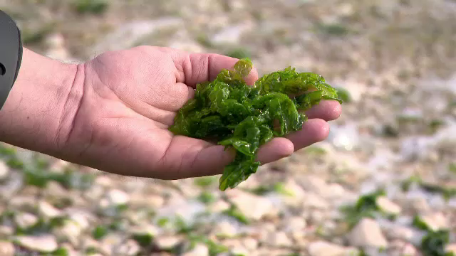 Vom mânca alge din Marea Neagră. Patru specii pot fi introduse în meniul de zi cu zi