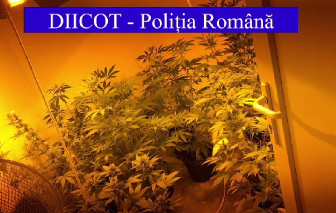 Un bihorean a investit fondurile UE într-o cultură de canabis. Banii i-a primit prin programul „Tânărul fermier”