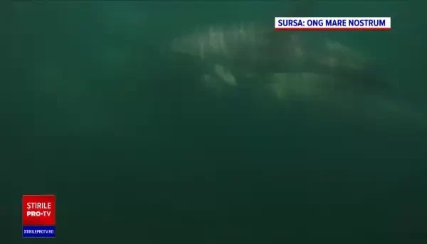 Ecologiștii anunță că anul trecut au numărat cei mai puțini delfini morți din ultimul deceniu