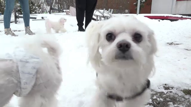 O femeie din Odesa a fugit din calea războiului alături de cei 25 de căței. Doar 5 erau ai ei, pe restul îi adăpostea