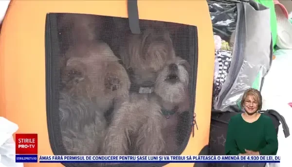 O femeie din Odesa a fugit din calea războiului alături de cei 25 de căței. Doar 5 erau ai ei, pe restul îi adăpostea