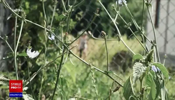 Pastorul care și-a suspus copiii la orori greu de imaginat a primit 18 ani de închisoare