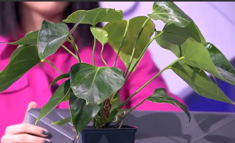 iLikeIT. Cum funcționează plantele inteligente. Îngrijirea lor a devenit mult mai simplă