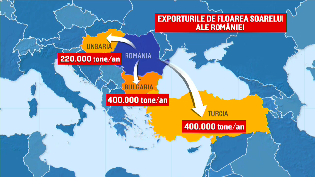 România pierde, anual, un miliard de dolari pentru că nu transformă în ulei toată cantitatea de floarea soarelui
