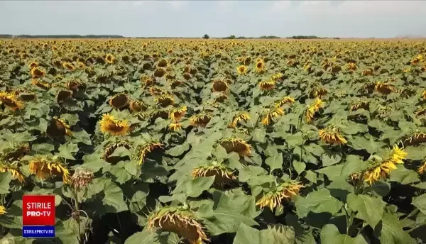 România pierde, anual, un miliard de dolari pentru că nu transformă în ulei toată cantitatea de floarea soarelui