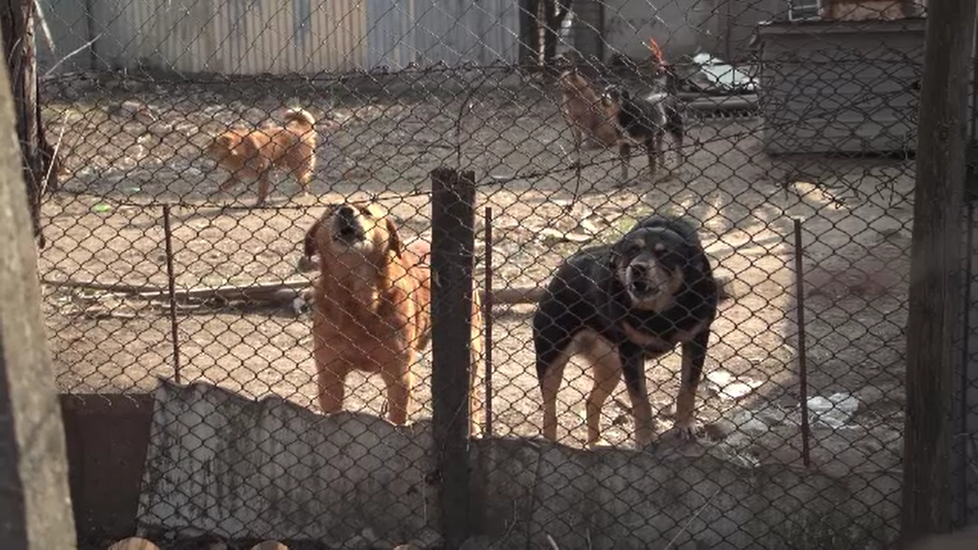 Un copil de 5 ani din Prahova a fost sfâșiat de unul dintre câinii familiei. Băiatul a fost internat la ATI