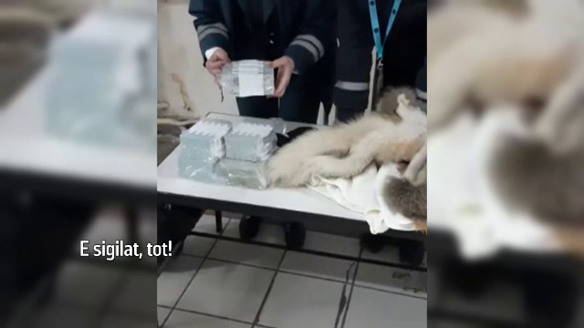 Descoperirea fabuloasă făcută de polițiștii români în mașina unor refugiati ucraineni, în vama Albița