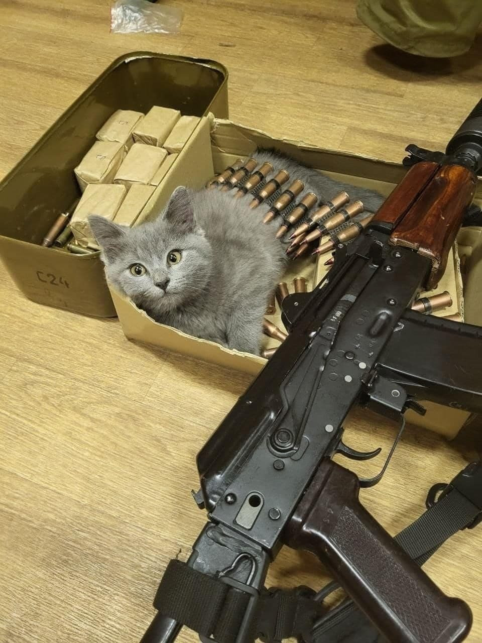 GALERIE FOTO. Pisicile se ”luptă” cu rușii alături de soldații din Ucraina