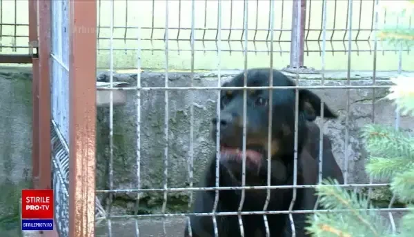 Un copil de 5 ani din Prahova a fost sfâșiat de unul dintre câinii familiei. Băiatul a fost internat la ATI