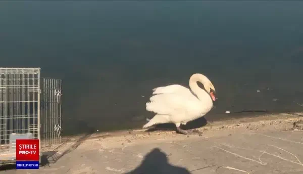O lebădă în prag de hipotermie a fost salvată de autoritățile din Târgu Jiu