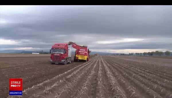 Considerate „mâncarea săracului” în România, cartoful și fasolea încep să aibă prețuri mari