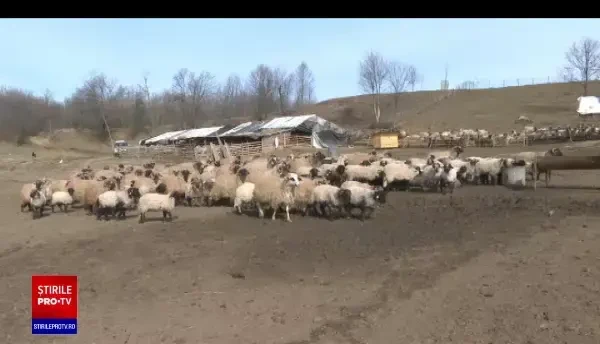 Românii au început să cumpere carne de miel pentru Paște. Care este prețul