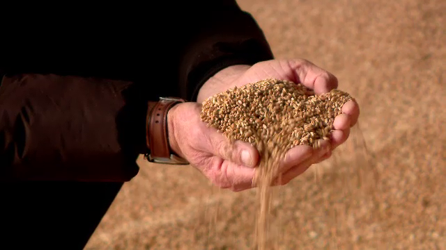 Exportul cerealelor din Ucraina prin Polonia și România se desfășoară cu greutate, din cauza sistemului feroviar diferit