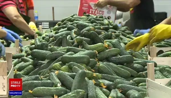 România produce puțin din cauza randamentului mic al plantațiilor. La roșii și castraveți avem cea mai slabă performanță