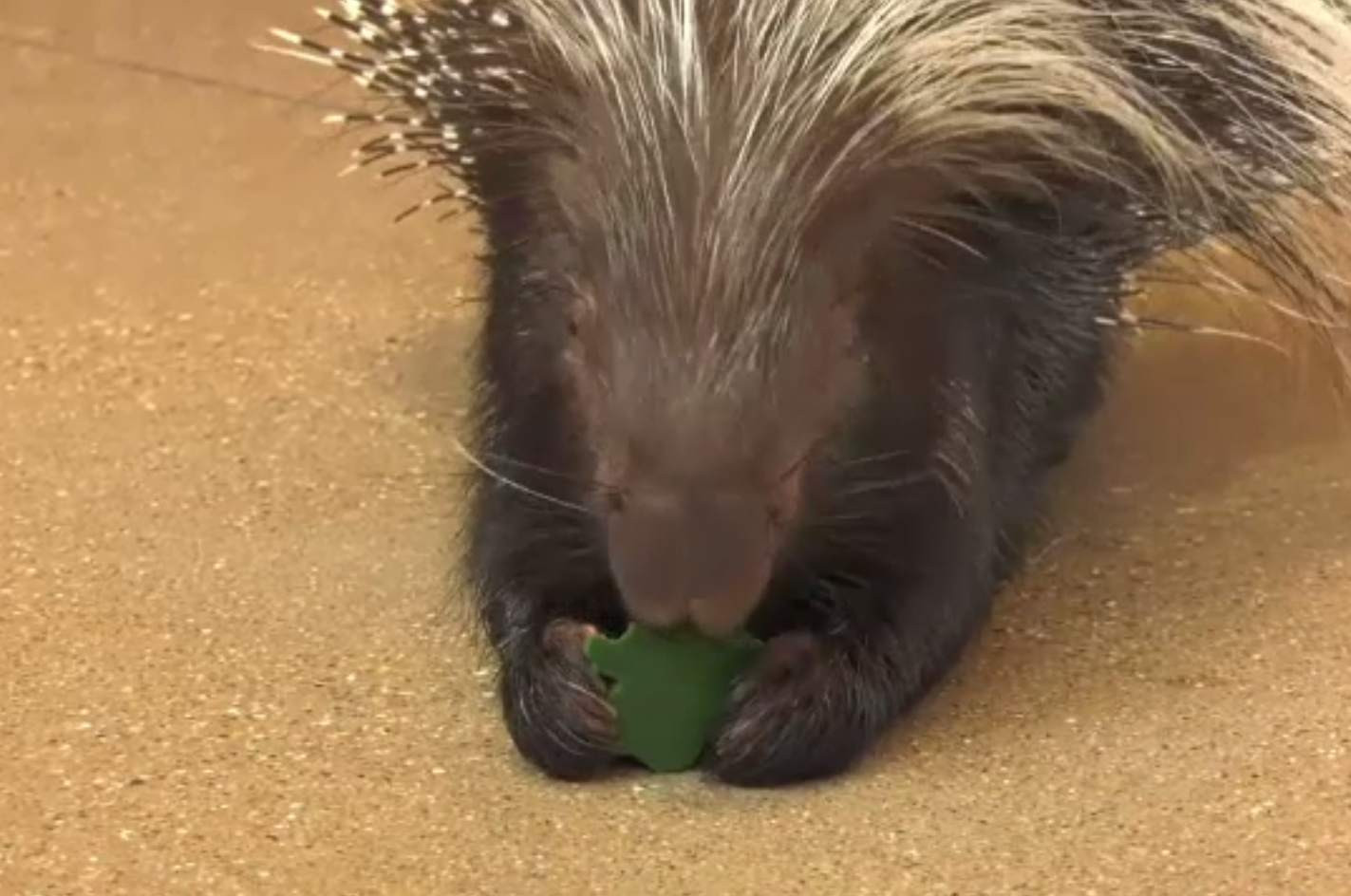 Gustări speciale de Sf. Patrick pentru animalele de la Zoo Chicago