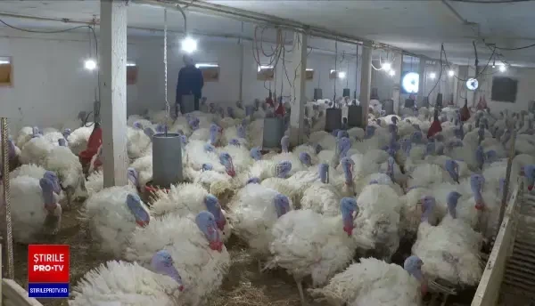 Mulți fermieri și-au dezvoltat propriile lanțuri de desfacere. Controlează tot ciclul de producție datorită fondurilor