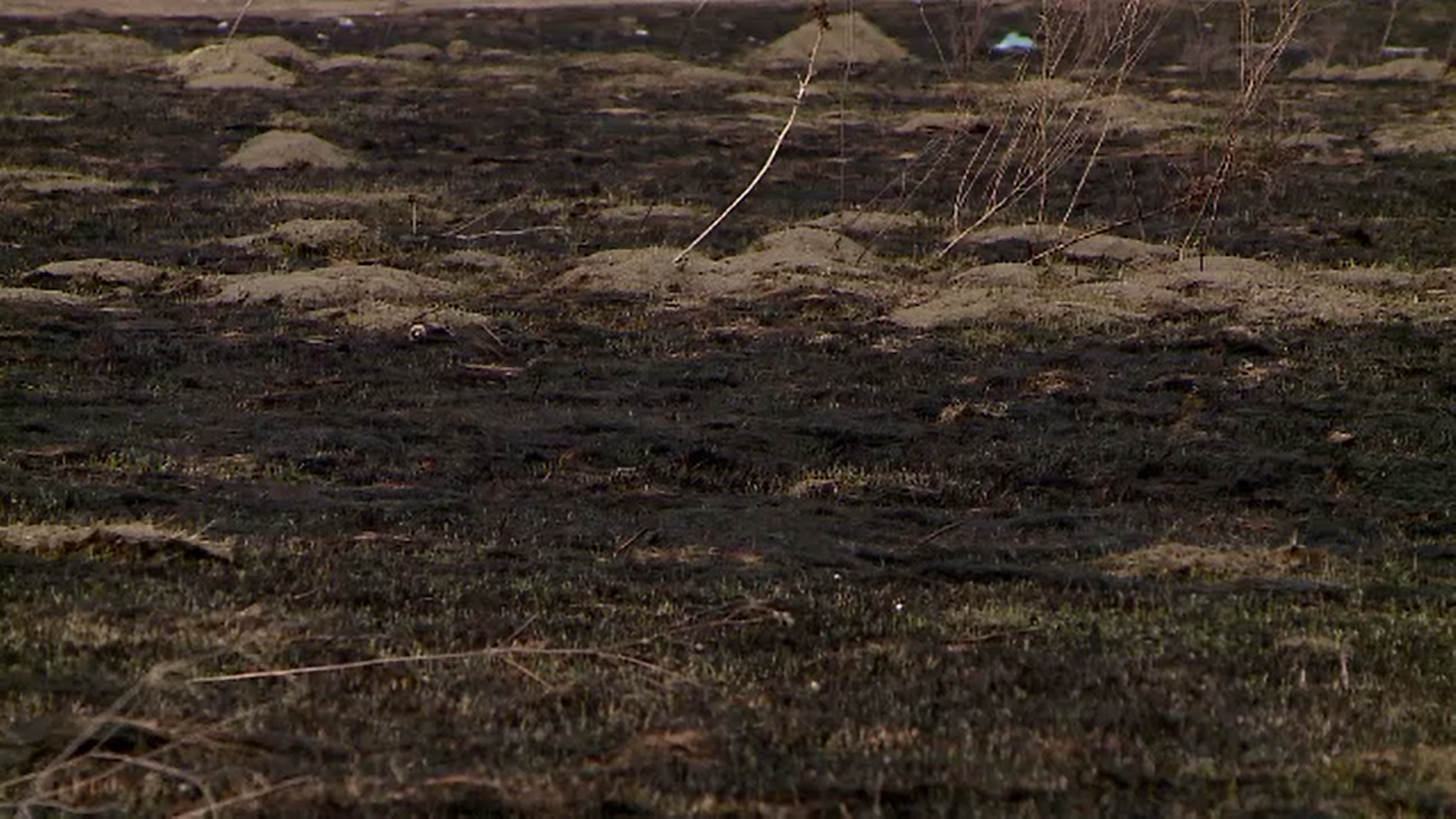 Incendiile de vegetație au mistuit zeci de hectare în județul Iași. Pompierii şi voluntarii au intervenit din oră în oră