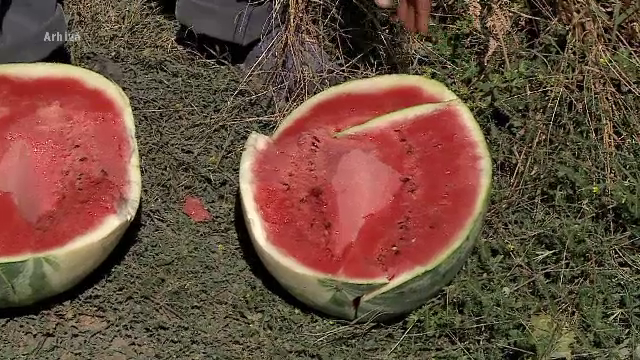 Pepenii de Dăbuleni vor fi mai greu de găsit în vară. Fermierii încep să se reorienteze