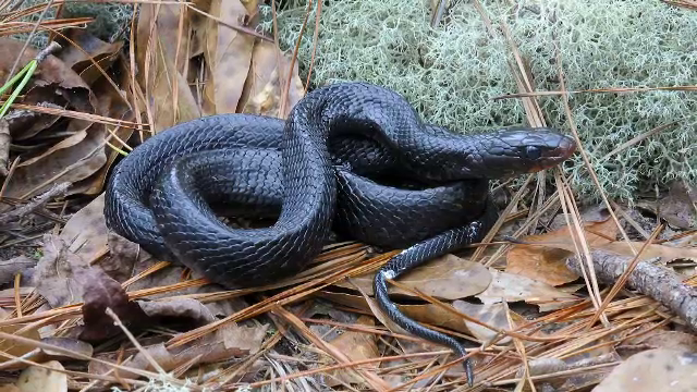 Un șarpe dintr-o specie extrem rară, observat într-o zonă în care specia a fost declarată dispărută