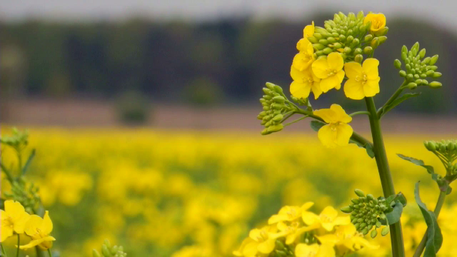 Producția de muștar ar putea fi îngreunată din cauza războiului din Ucraina