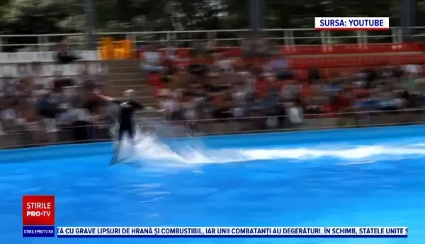 Patru delfini si trei foci din Harkov vor ajunge în Constanța, după ce orașul a rămas fără resurse pentru îngrijirea lor