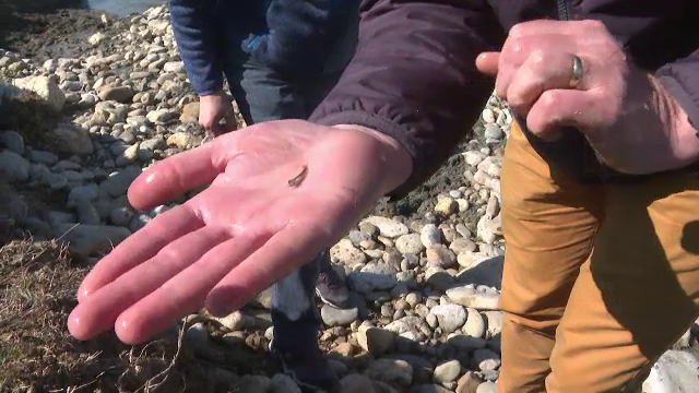 Două specii de pește dispărute din cauza barajelor vor popula din nou râul Gilort din Gorj