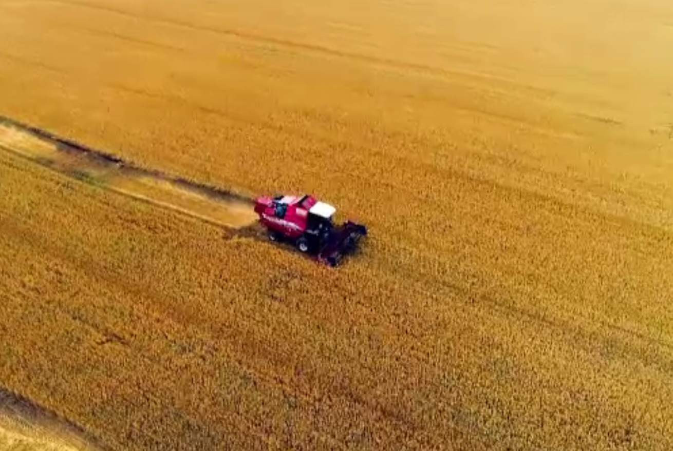 Agricultura din România și-a schimbat tendințele. Suprafețele cultivate scad de la an la an