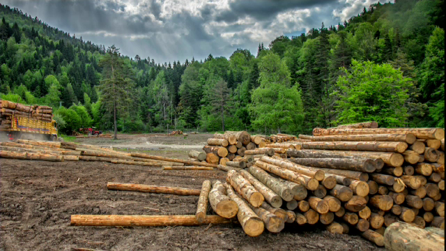 Cum reușește mafia lemnului din Suceava să fenteze legea. Metodele prin care au prins „rădăcini” două mari grupări din județ