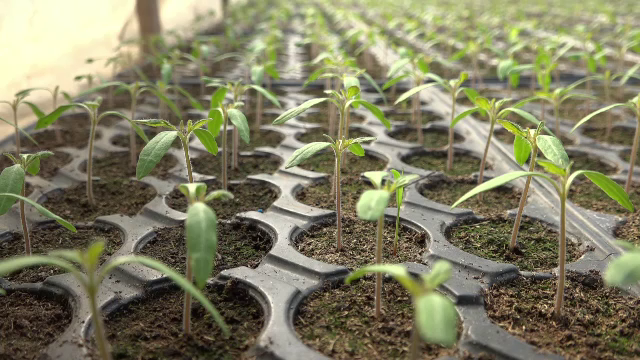 Autoritățile vor să modifice programul ”Tomata”. Fermierii ar trebui să folosească numai semințe românești