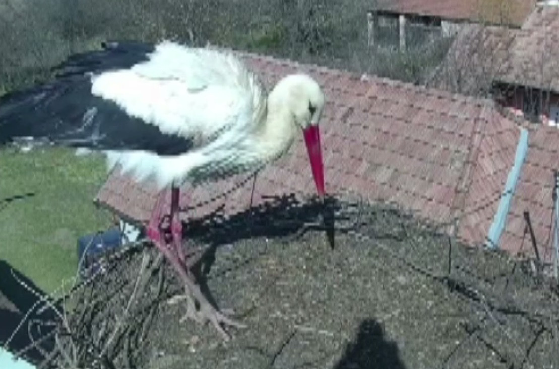 Prima barză a revenit într-un cuib din satul berzelor din județul Mureș