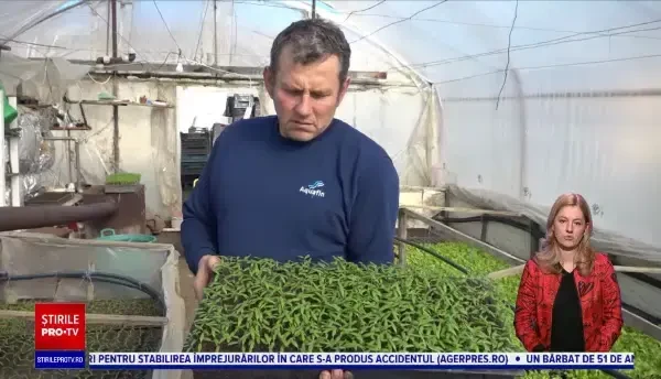 Autoritățile vor să modifice programul ”Tomata”. Fermierii ar trebui să folosească numai semințe românești