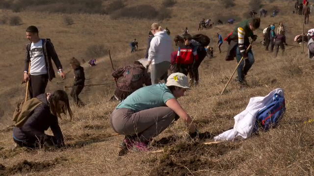 Sute de voluntari au plantat arbori în weekend, pe un teren din județul Bistrița-Năsăud