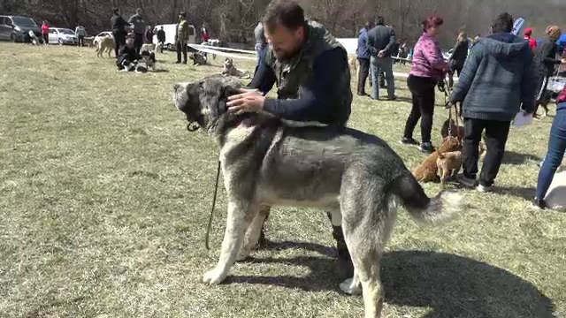 Sute de câini au defilat la un concurs canin din Alba. Ce exemplare costă și peste 5.000 de euro