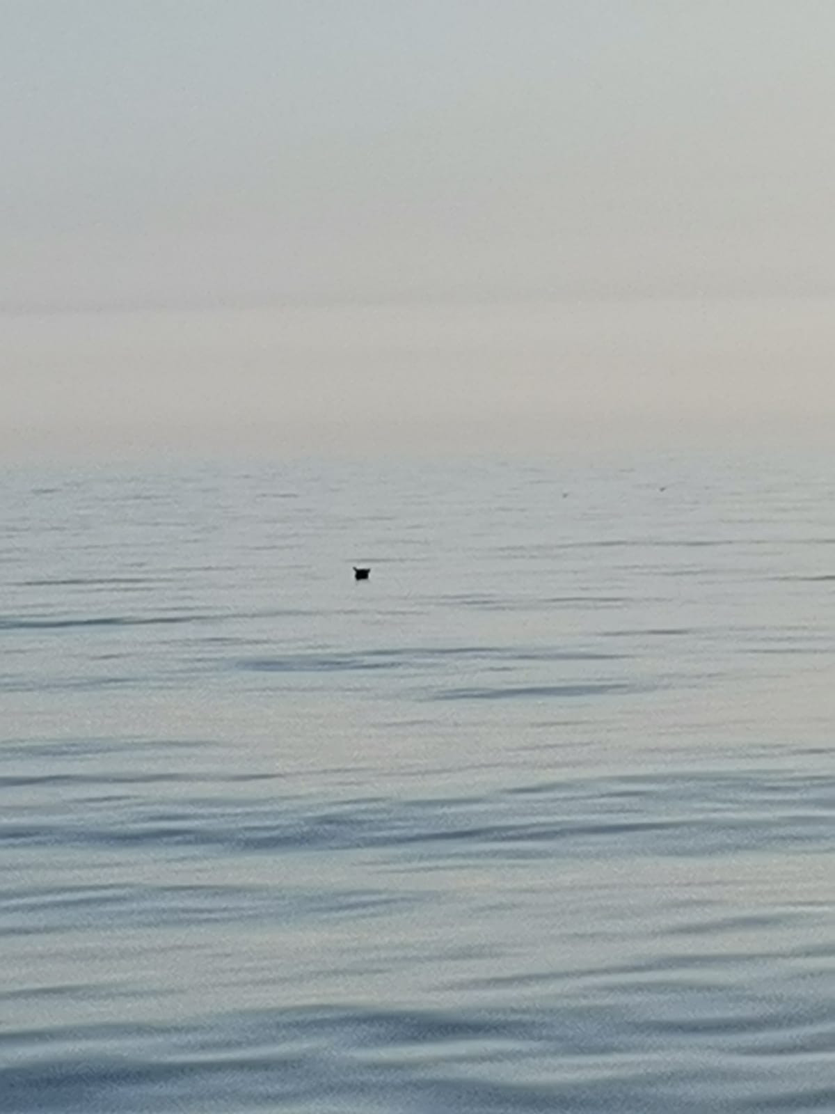 O mină marină ar pluti în derivă în zona Costinești. Decizie de urgență luată de Forțele Navale Române