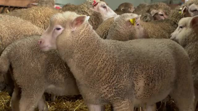 Cum să alegem cea mai bună carne de miel sau de ied pentru Paște. Sfaturile fermierilor