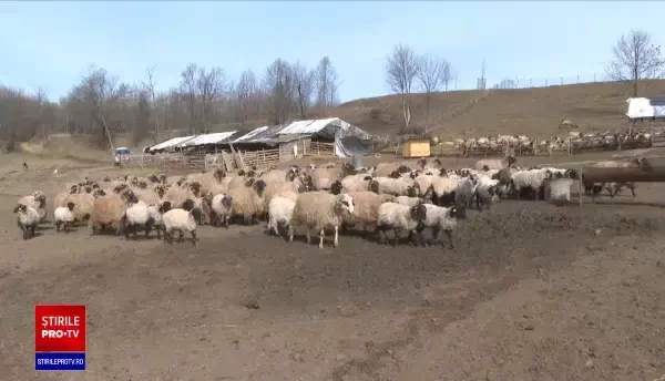 Cum să alegem cea mai bună carne de miel sau de ied pentru Paște. Sfaturile fermierilor