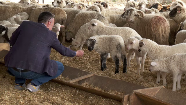 Oportunitate pentru producția românească de ovine. Franța a rămas fără principalul furnizor, după Brexit