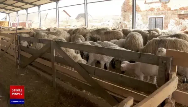 Oportunitate pentru producția românească de ovine. Franța a rămas fără principalul furnizor, după Brexit