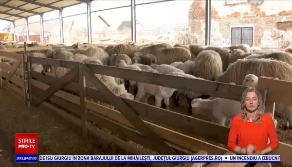 Oportunitate pentru producția românească de ovine. Franța a rămas fără principalul furnizor, după Brexit