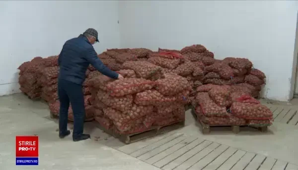 Ajutoare pentru producătorii de cartofi. Principala condiție pusă de autorități