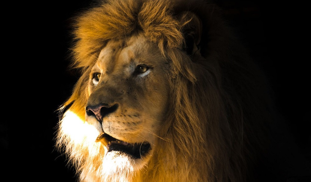 Măsuri speciale luate de administratorii grădinilor zoologice din România. Cum sunt protejate animalele de caniculă