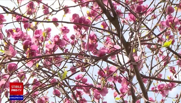 Bucureștiul s-a colorat în roz și alb de când au înflorit magnoliile. Există și o hartă pentru cei care vor să le admire