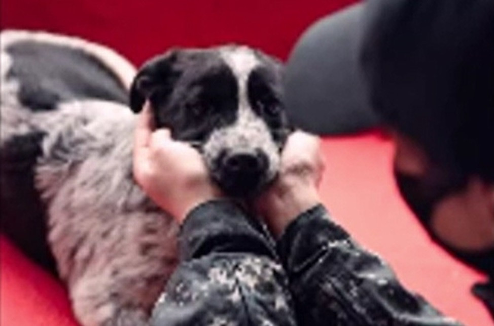 Peste 1.000 de animale care au fost puse în pericol de stăpânii lor au fost salvate de polițiști, într-un singur an