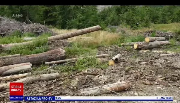 Transporturile de lemne, interzise pe timp de noapte. Noile reguli anunțate de guvern