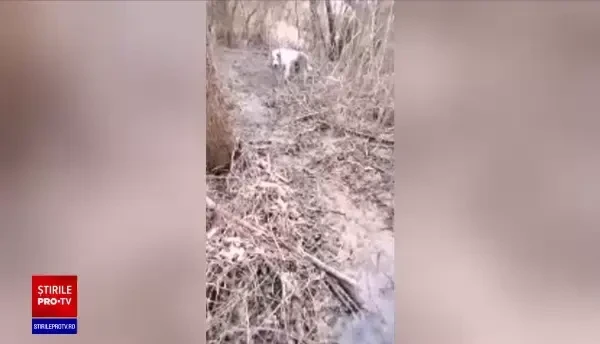 Peste 1.000 de animale care au fost puse în pericol de stăpânii lor au fost salvate de polițiști, într-un singur an