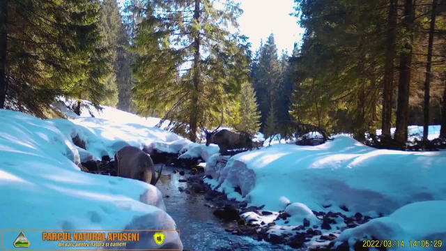 Imagini inedite surprinse în Parcul Natural Apuseni. Doi cerbi adulți, filmați în timp ce căutau hrană